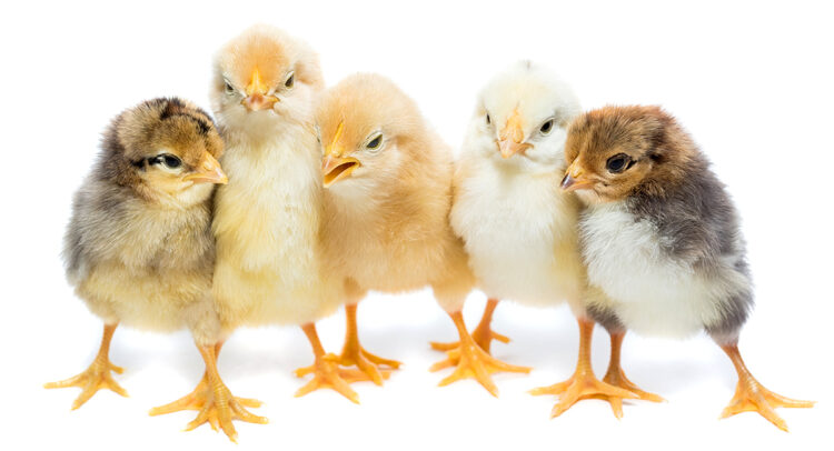 row of 5 different colored chicken chicks