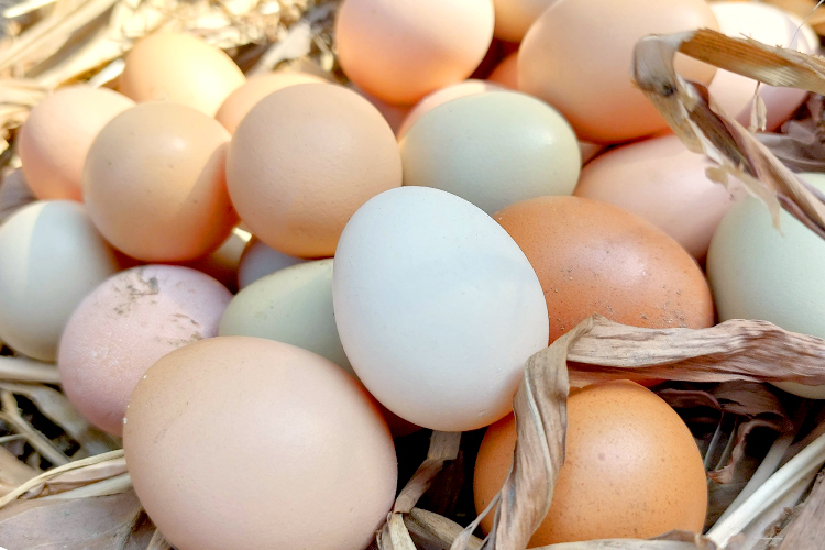 blue, green, peach and brown chicken eggs in a natural straw nest