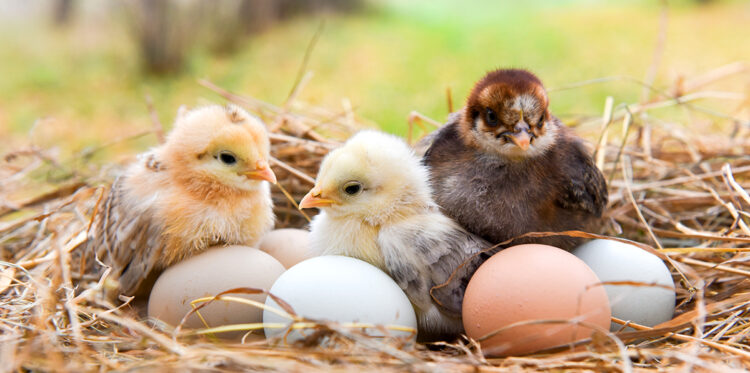 chicken chicks in a nest with brown, blue and tan eggs