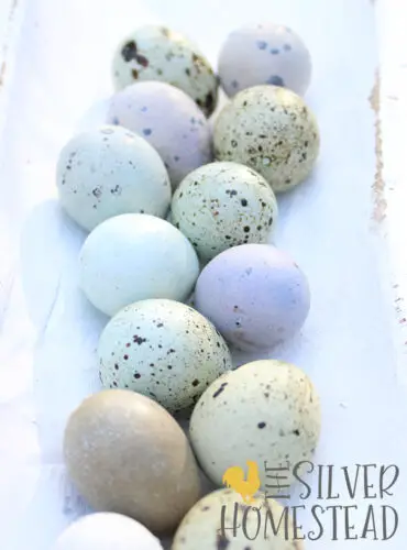 Easter Egger Coturnix Quail who Lay Colored Eggs in speckled blue, powder blue, speckled green and heavy bloom purple in a white tray