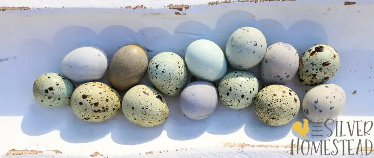 Easter Egger Coturnix Quail eggs in celadon blue, olive green and heavy bloom purple in bright sunlight