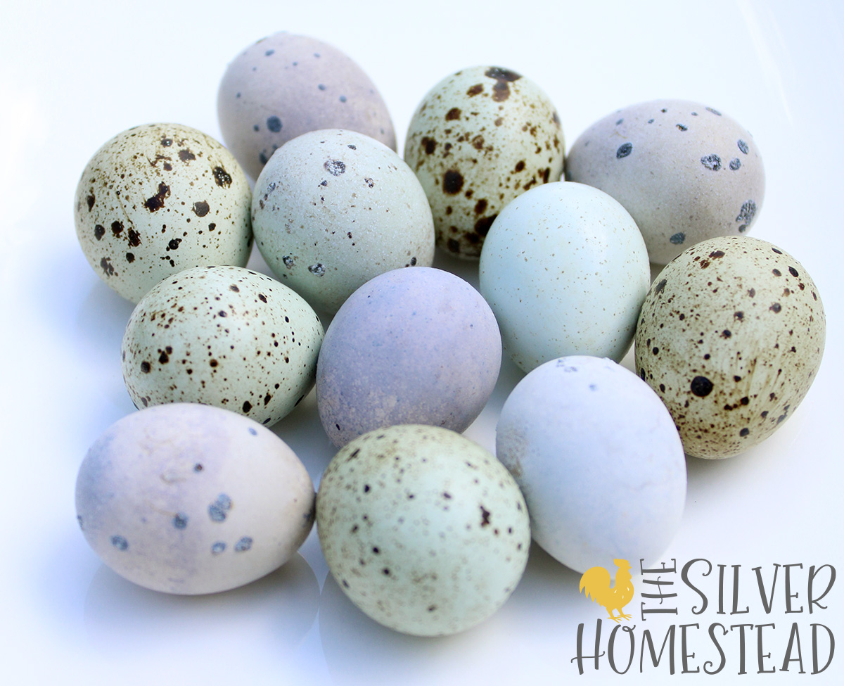 Easter Egger Coturnix Quail Eggs in speckled blue, powder blue, speckled green and heavy bloom purple on a white dish