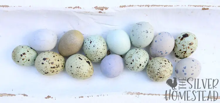 Easter Egger Coturnix Quail eggs in celadon blue, olive green and heavy bloom purple