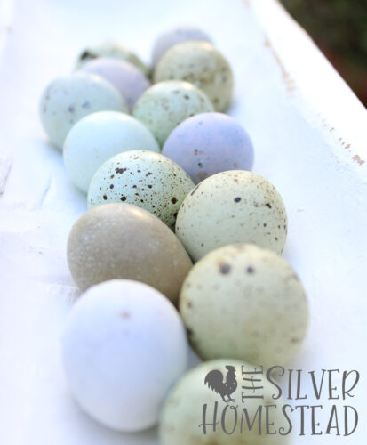 Easter Egger Coturnix Quail eggs in celadon blue, olive green and heavy bloom purple in a white wood tray