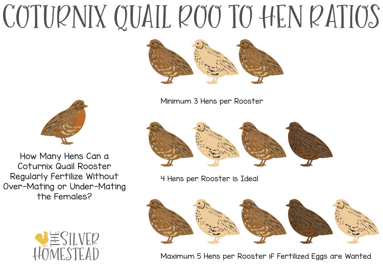 coturnix quail rooster roo to hen hens ratios for breeding groups 