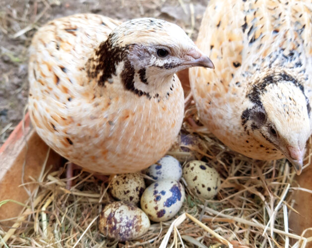 breeding pair of coturnix quails