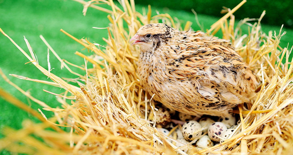 coturnix quail hen on a nest of eggs
