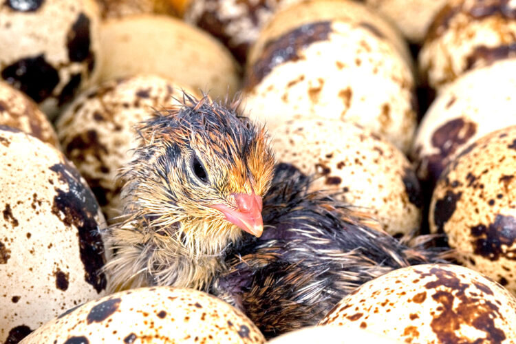coturnix quail chick that just hatched surrounded by quail eggs