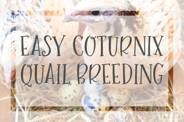 Easy Backyard Coturnix Quail Breeding with Pictures