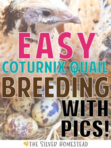Easy Backyard Coturnix Quail Breeding with Pictures 