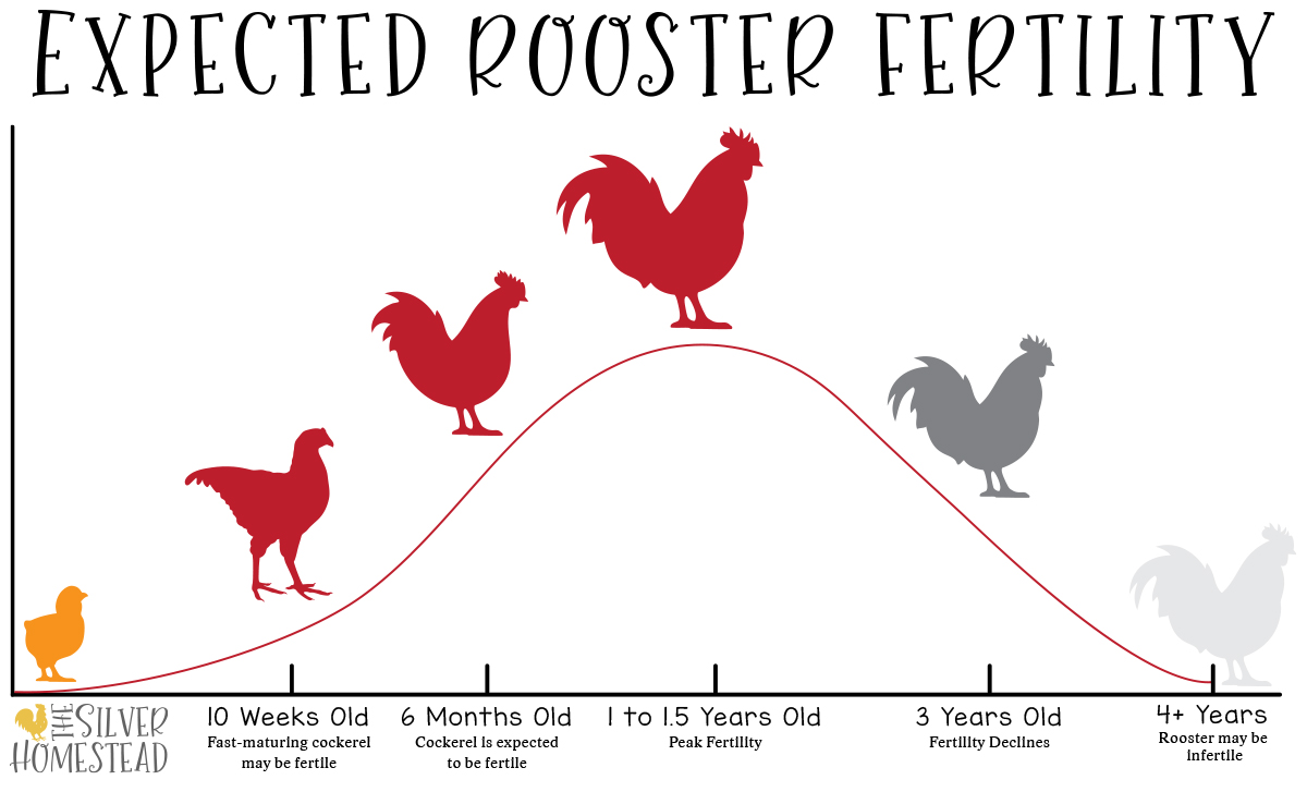expected rooster fertility chart graph 