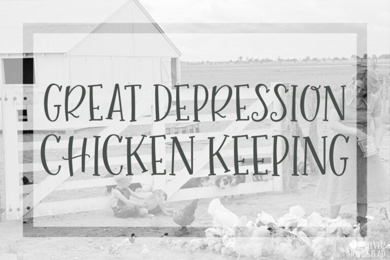 Great Depression Chicken Keeping backyard flock farm homestead farming homesteading raising egg layers laying lay hens hen rooster roo cockerel pullet pullets fresh eggs hatching eggs dual purpose breeds coop aviary pen yard fenced barn feed families starving children 1929 stock market crash recession 1930s era 1930 1931 1932 1933 1934 1935 1936 1937 1938 1939 harvesting selling butchering growing out grow outs feather pluck quarter roast cook eat basket collecting eggs high production egg layer breeds old stories black & white photos pictures photography images family album feed food home grown victory gardening garden compost making scratch and peck kids chores chicks chick antique vintage crate farmers farmer's market marketing selling road side roadside farm stand