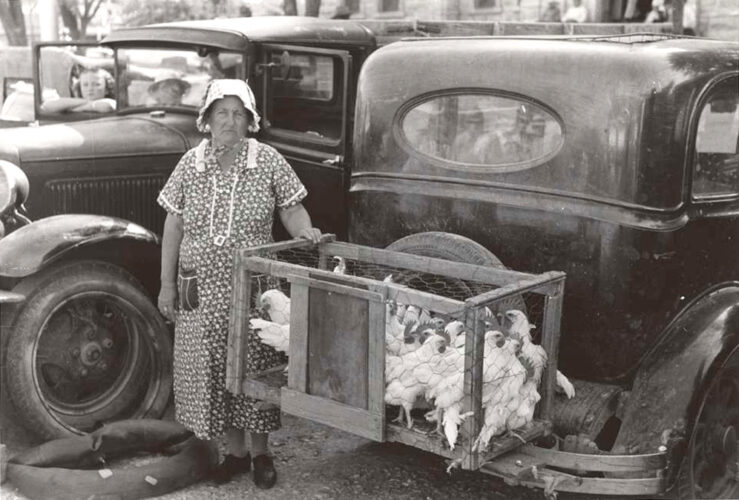 Great Depression black & white image of A woman with a homemade crate of young White Leghorn cockerels (males) for sale at a farmer's market in front of the courthouse during the Great Depression (1930's) in Weatherford, Texas