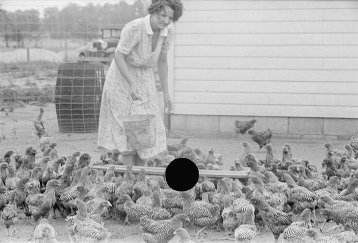 A woman feeds a young flock of Barred Plymouth Rock chickens on a Great Depression era farm in Indiana, 1938