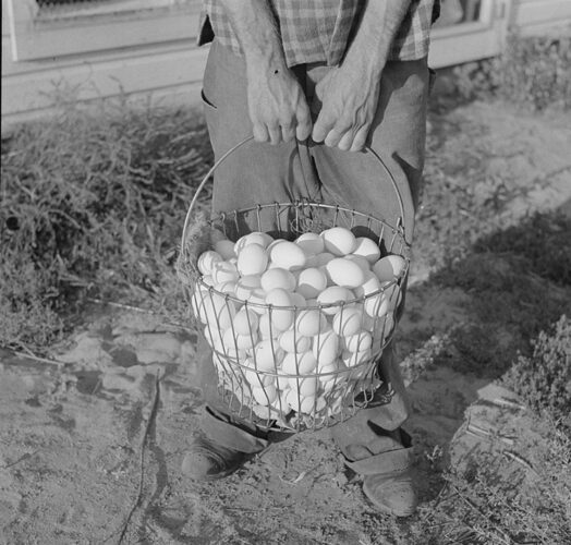 black & white image of a man holding a large basket of about 100 white chicken eggs