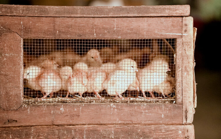 chicks in antique wood and wire handmade crate crafted during the 1930s Great Depression 