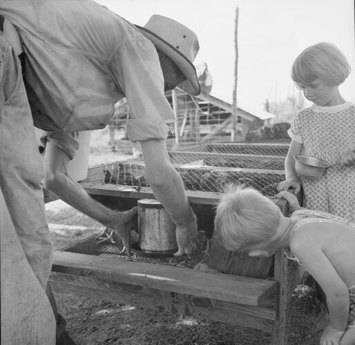 Great Depression black & white image of Children help care for young cockerels and pullets in a grow-out pen on a farm in Alabama.