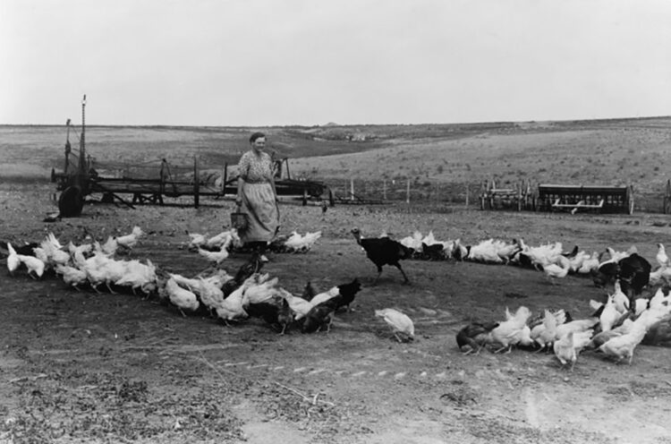 A woman has scattered scratch grains for her free range chicken flock in Kansas, 1930's.