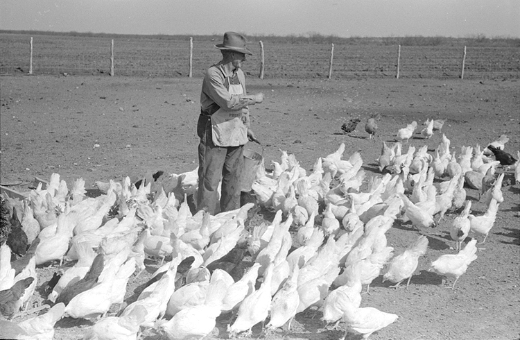 A man scatters scratch grain for his large flock of White Leghorns in Texas, 1930's Great Depression Chicken Keeping