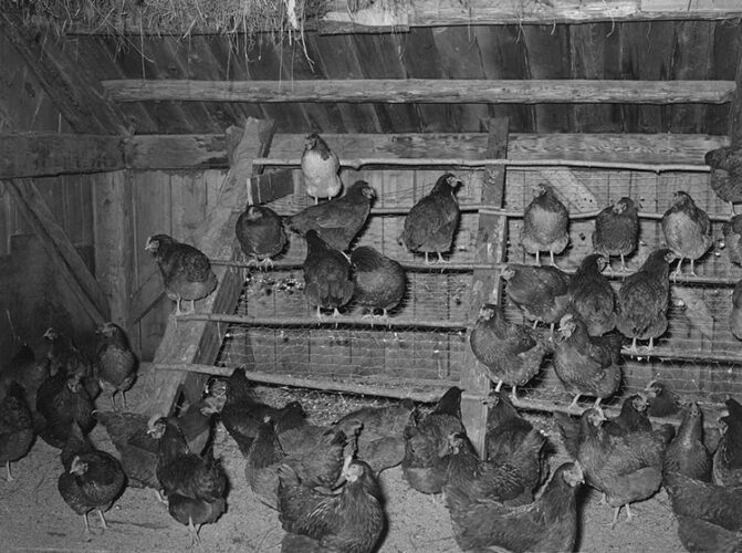 Hens on roosting bars, made of sapling tree trunks, inside a chicken coop in Vermont, 1939