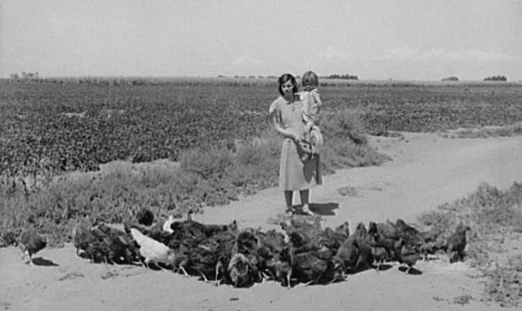 A woman in Colorado feeding a mixed flock of chickens which appears to include Rhode Island Red hens.