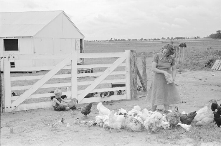 Great Depression era image of A woman, her son, and the farm puppy feed a self-sustaining flock of laying hens and chicks at a farm in Missouri, 1938