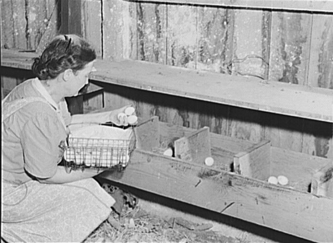 Great Depression black & white photo showing A woman collecting eggs from nesting boxes inside a chicken coop in 1935