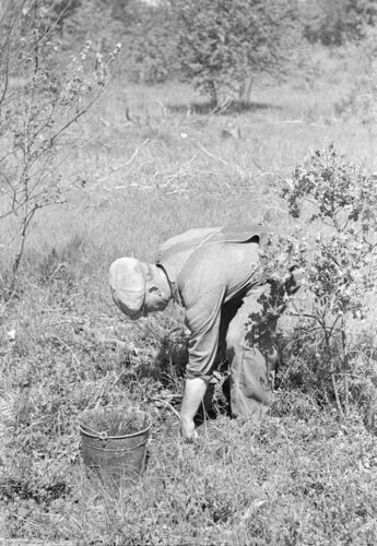 Great Depression era photo showing A man foraging in a clearing, photographed around 1935