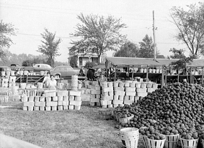 Great Depression Home Gardening Great Depression Farm Stories farming farmer victory garden gardening backyard food production chicken keeping coturnix quail fresh eggs sell selling sold garden produce vegetables veggies 1930s 1930 1931 1932 1933 1934 1935 1936 1937 1938 1939 1929 stock market crash recession starving going hungry unemployed help families grow your own food farmers market tales experience historical photographs old photos images pics black & white farmer crops fields field fruits orchard picking produce 