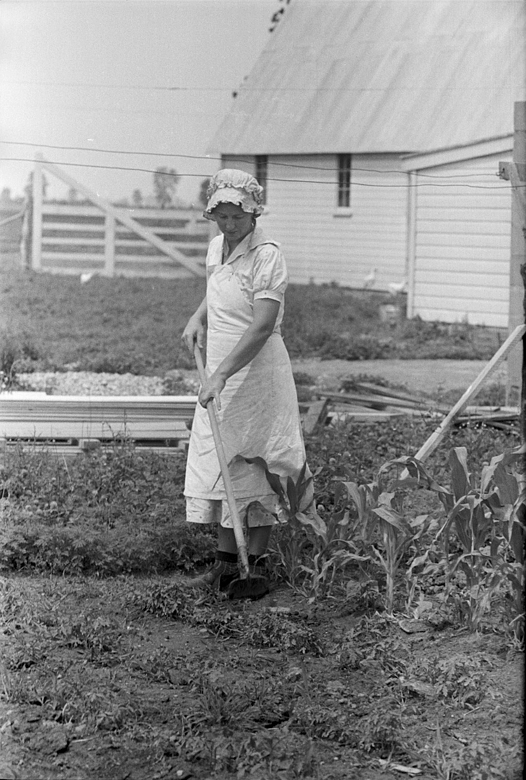 a black and white image of a woman hoeing weeds away from growing stalks of corn in her home garden during the 1930's