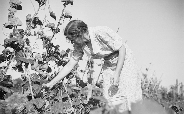 A woman hand-picks fresh green beans from a homemade trellis system during the Great Depression