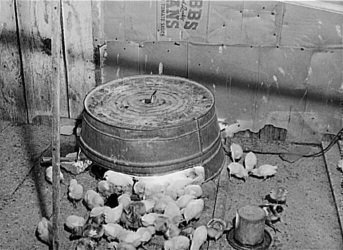 An improvised chick warmer made from an upturned old wash tub with an electric light and a slit cut out in the front trapped heat from the light bulb to keep chicks warm. Maryland, 1930's