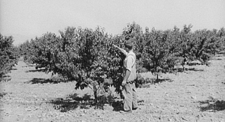 Great Depression era black & white image of a man in an orchard