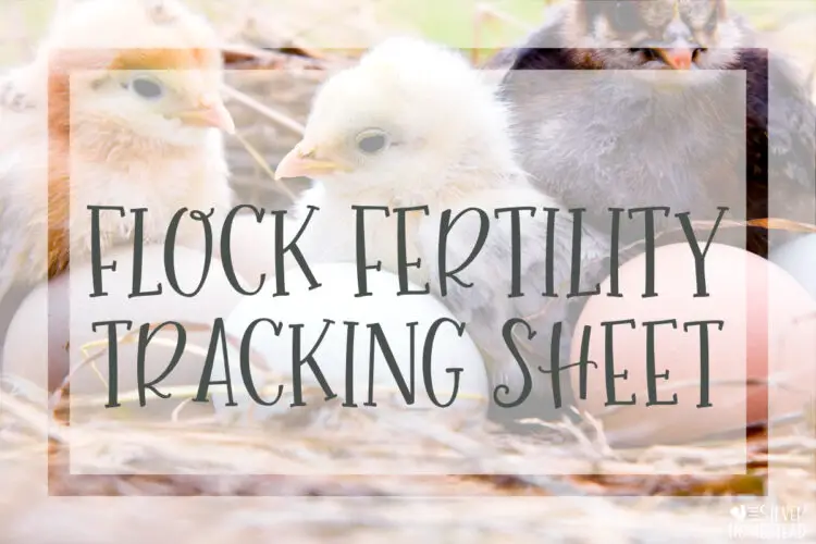 Hatching Egg & Hen Fertility Tracking Sheet Organize and Manage Chicken Breeding Pens 