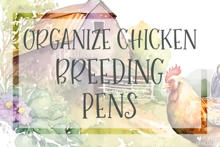 Organize and Manage Chicken Breeding Pens