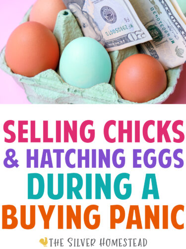 Selling Chicks During a chick Buying Panic chicken chickens 