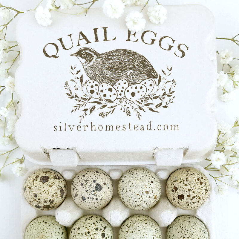 4x3 inch Quail Egg Carton Rubber Stamp | Coturnix Quail Nesting Hen | Q01