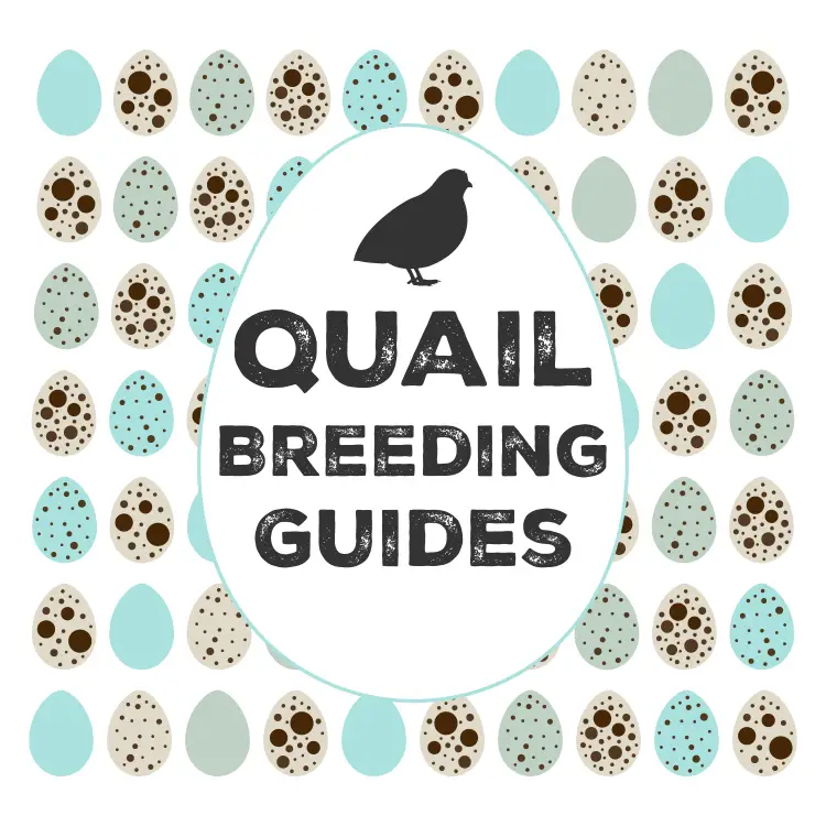 Quail Breeding Guides