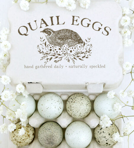quail egg carton with celadon blue and speckled celadon eggs