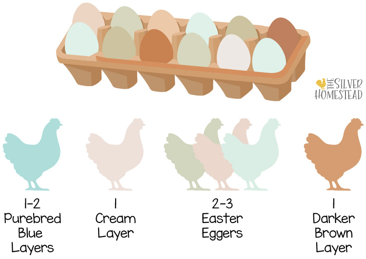 hens needed for a rainbow egg laying chicken flock