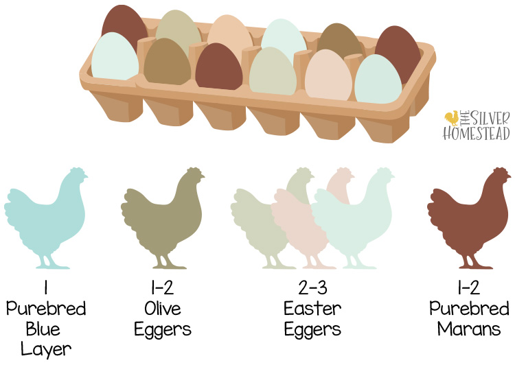 hens needed for a rainbow egg laying chicken flock
