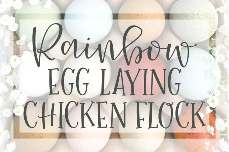 Get a Rainbow Egg Laying backyard Chicken Flock colored egg layer chicken eggs in a carton with flowers