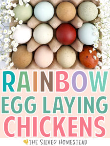 Get a Rainbow Egg Laying backyard Chicken Flock colored egg layer chickens 