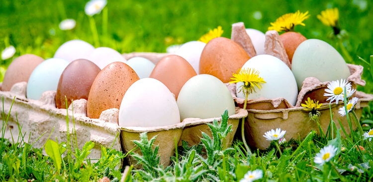 rainbow colored blue, green, cream and brown eggs in an egg carton on grass with wildflowers