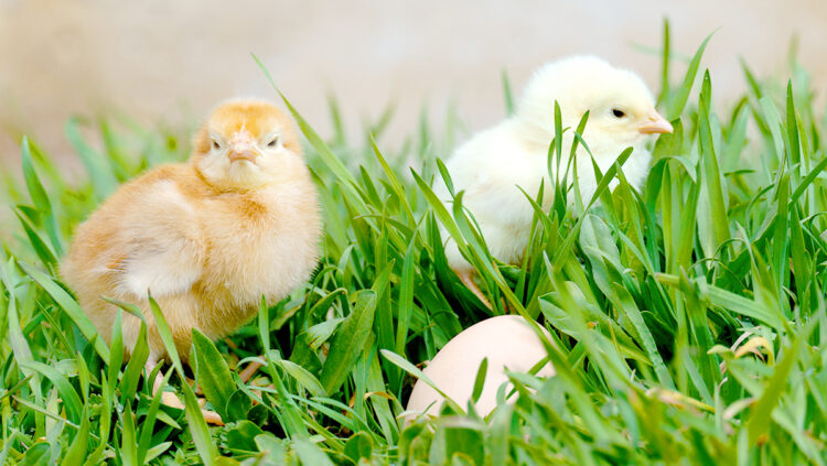 Sex-Link Chicken Chicks where female is golden brown and male is bright white
