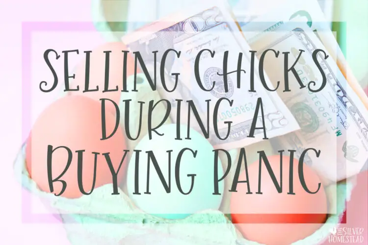 Selling Chicks During a chick Buying Panic chicken eggs in a carton with dollar bills