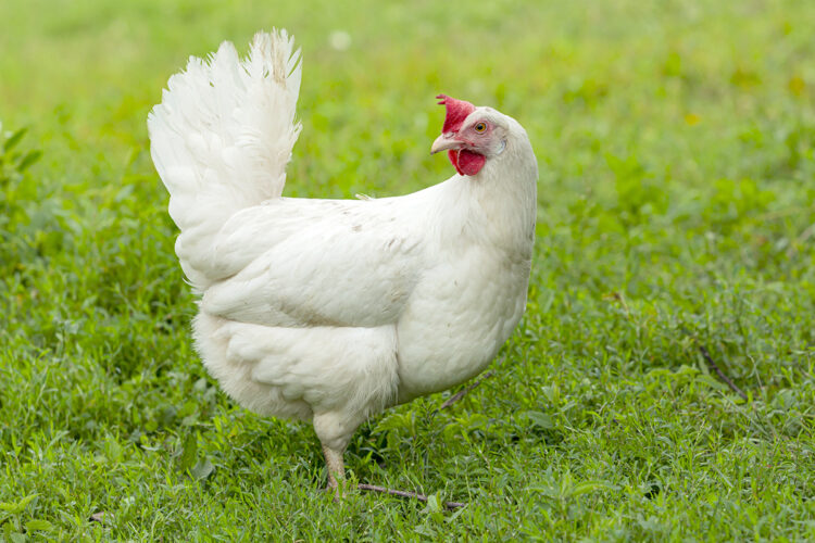 a White Leghorn hen with white feathers