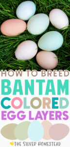 blue, green, peach, pink and brown small chicken eggs in dark green grass with rainbow colored text that reads How to Breed Bantam Colored Egg Layer Chickens 