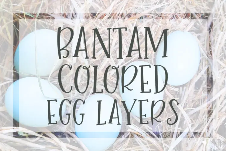 How to Breed Bantam Colored Egg Layer Chickens