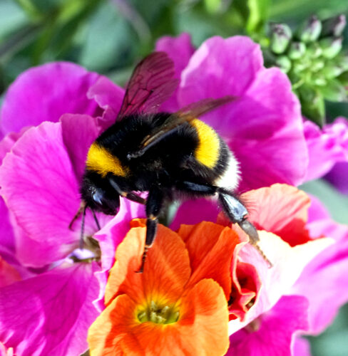 a bee pollinating pink and orange flowers